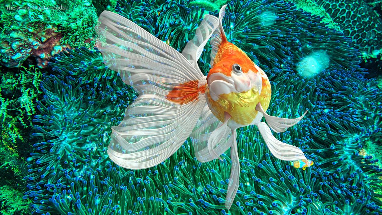 3D White Goldfish Aquarium Fish Swim model