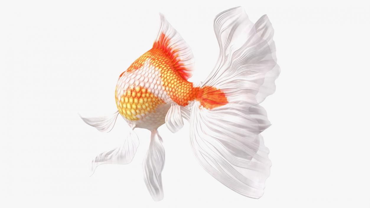 3D White Goldfish Aquarium Fish Swim model