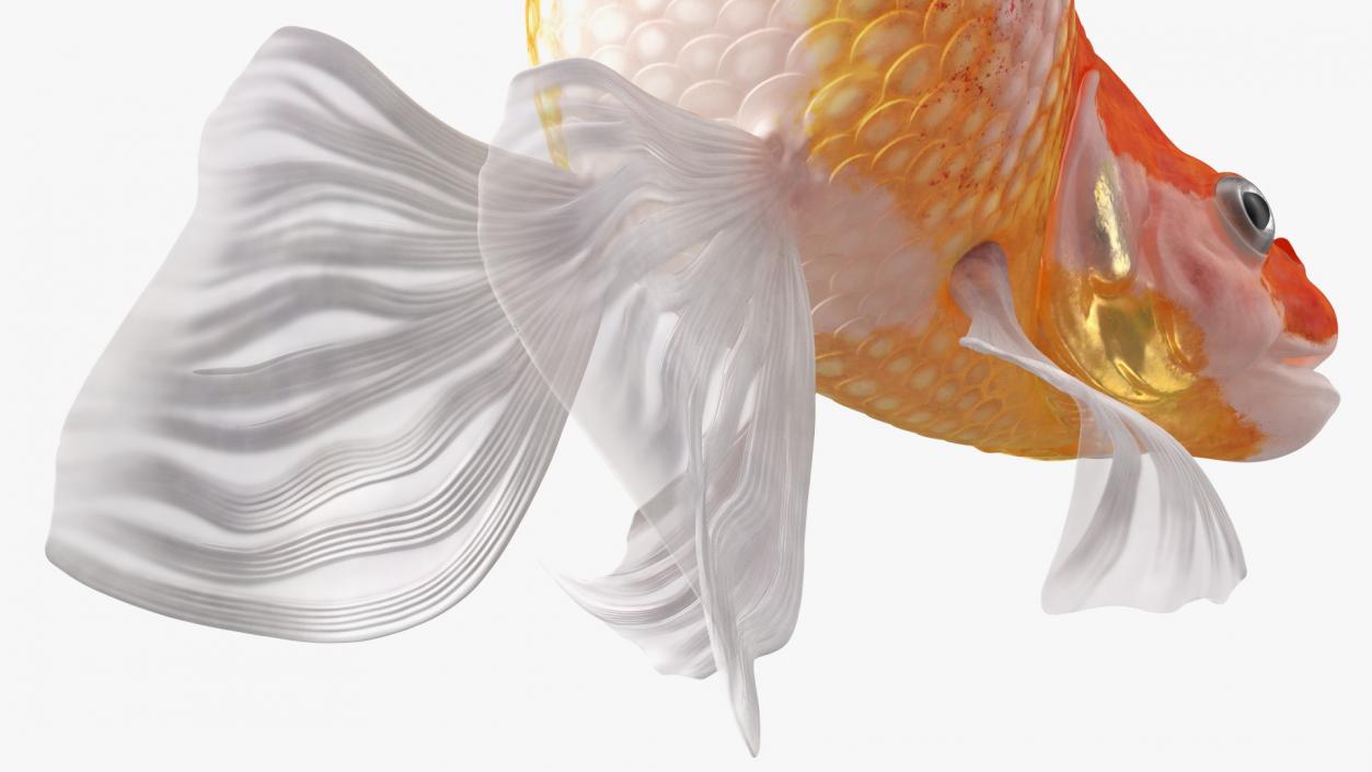 3D White Goldfish Aquarium Fish Swim model