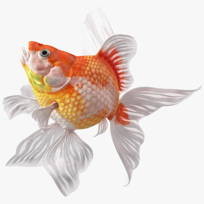 3D White Goldfish Aquarium Fish Swim model