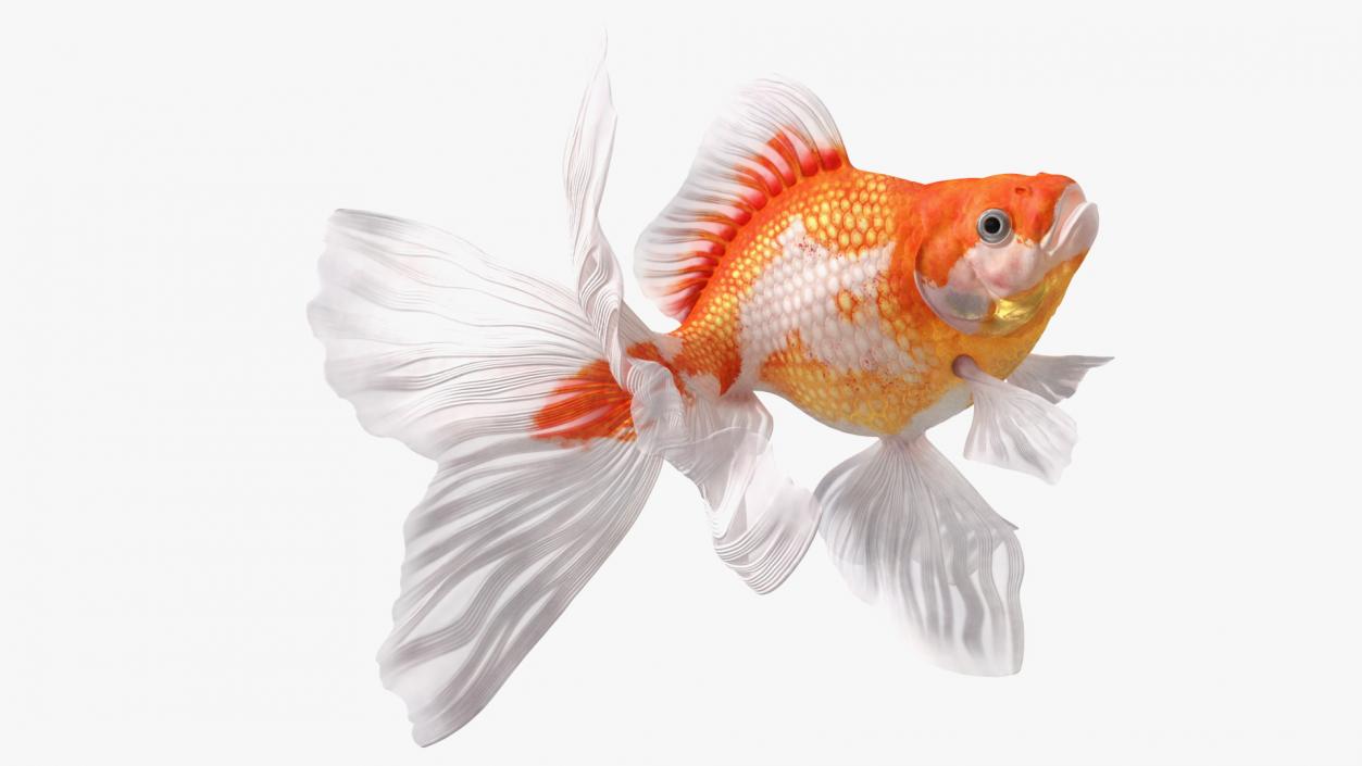 3D White Goldfish Aquarium Fish Swim model