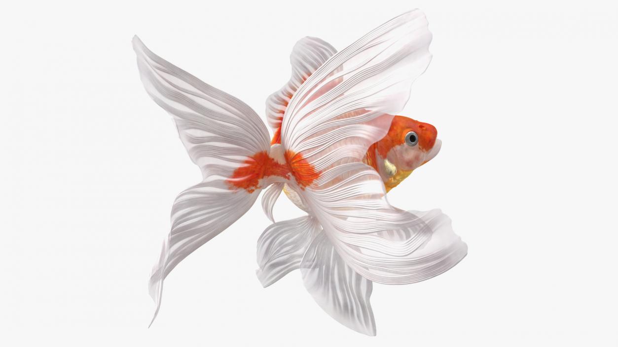 3D White Goldfish Aquarium Fish Swim model