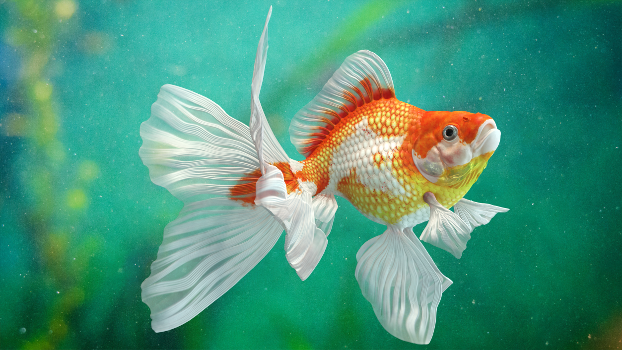 3D White Goldfish Aquarium Fish Swim model