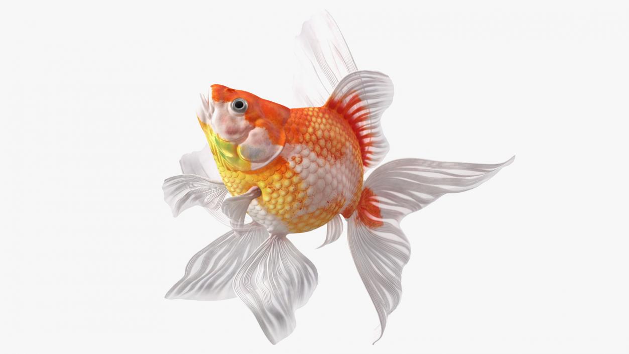 3D White Goldfish Aquarium Fish Swim model