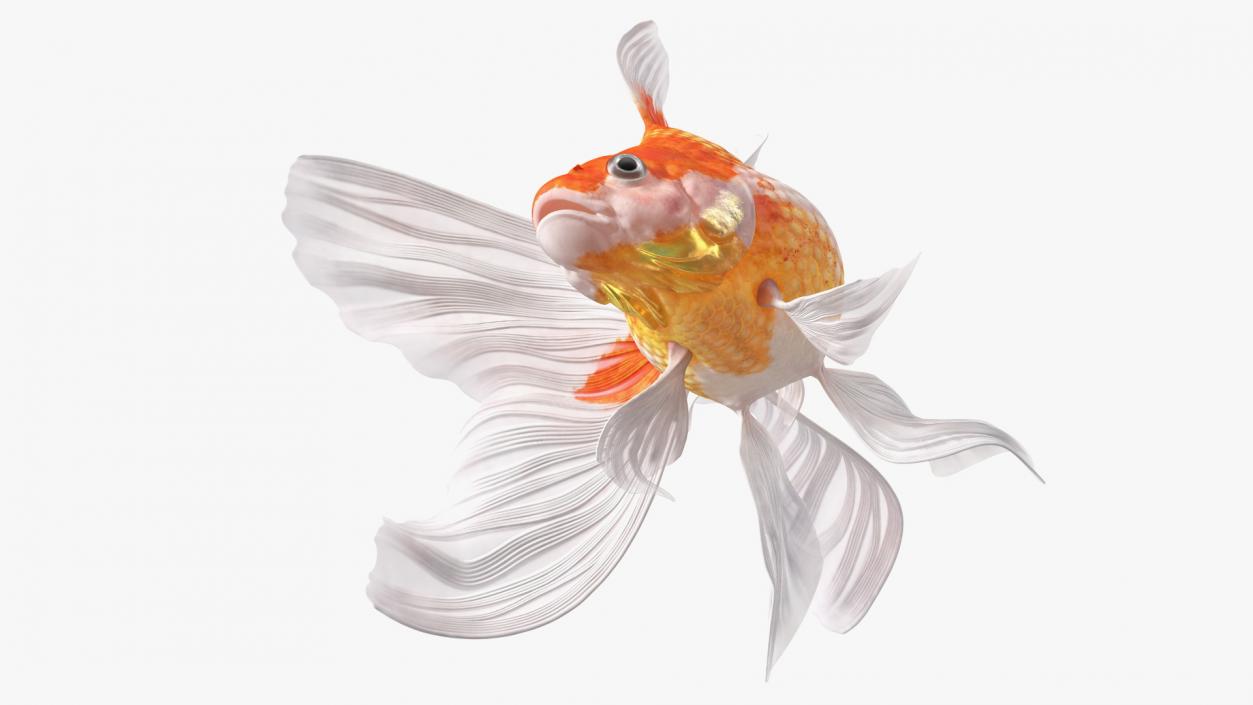 3D White Goldfish Aquarium Fish Swim model