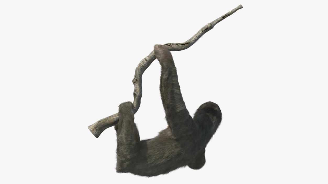 3D Sloth Hanging from a Branch Fur