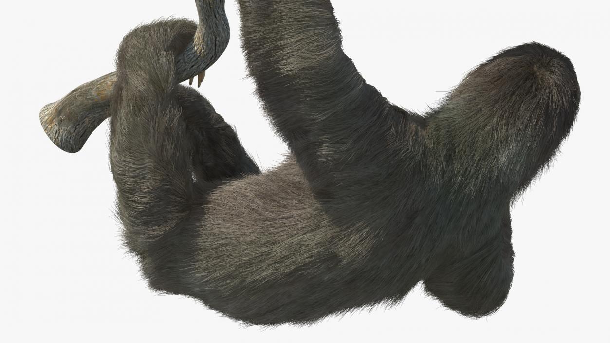 3D Sloth Hanging from a Branch Fur