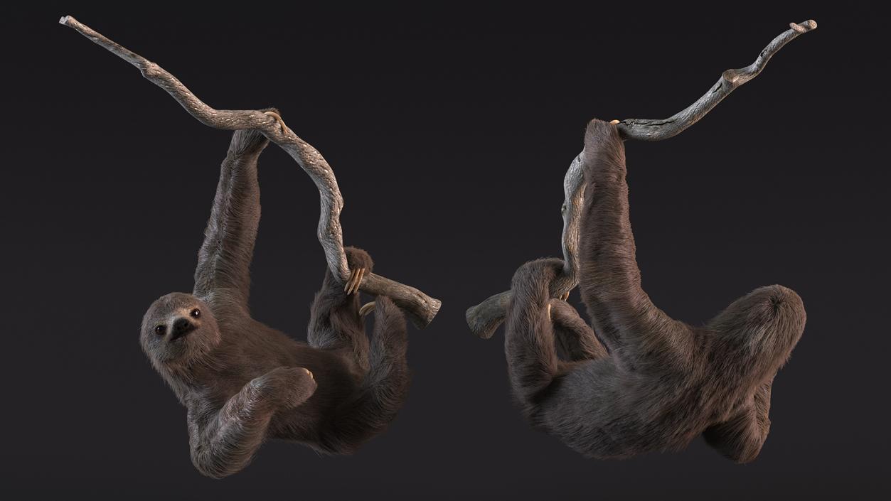 3D Sloth Hanging from a Branch Fur