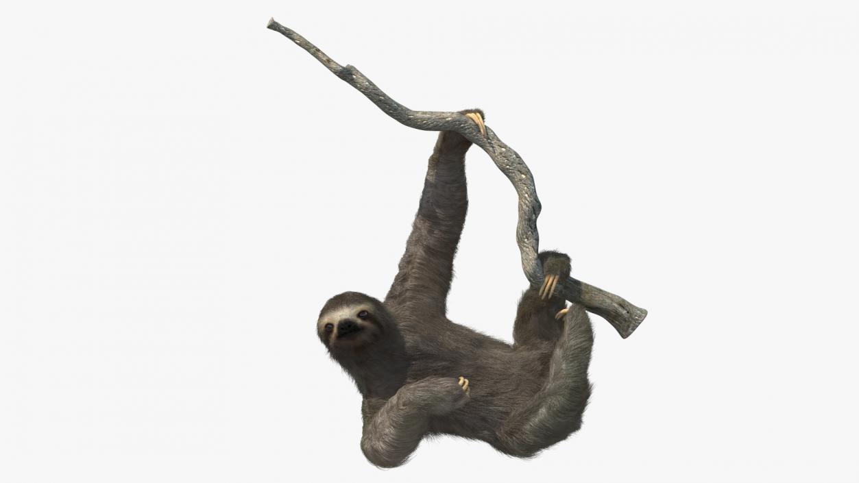 3D Sloth Hanging from a Branch Fur