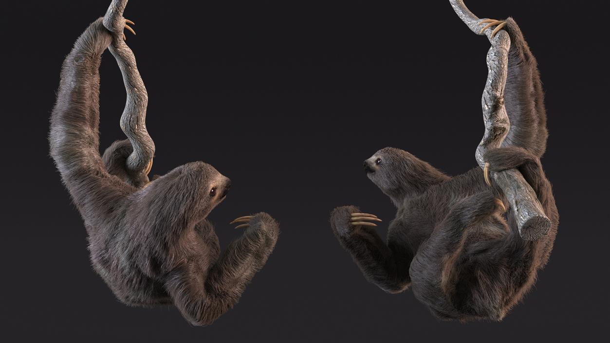 3D Sloth Hanging from a Branch Fur