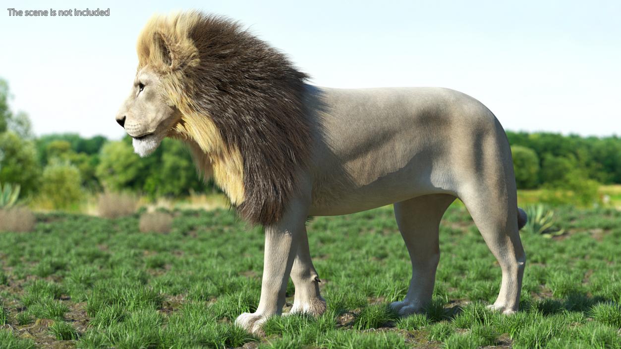 3D White Male Lion Fur Rigged