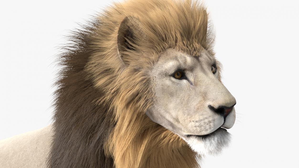 3D White Male Lion Fur Rigged