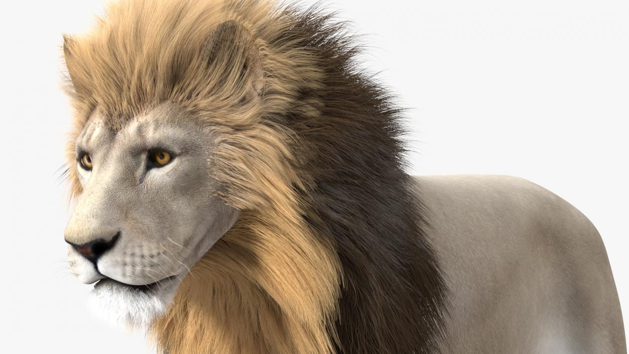 3D White Male Lion Fur Rigged