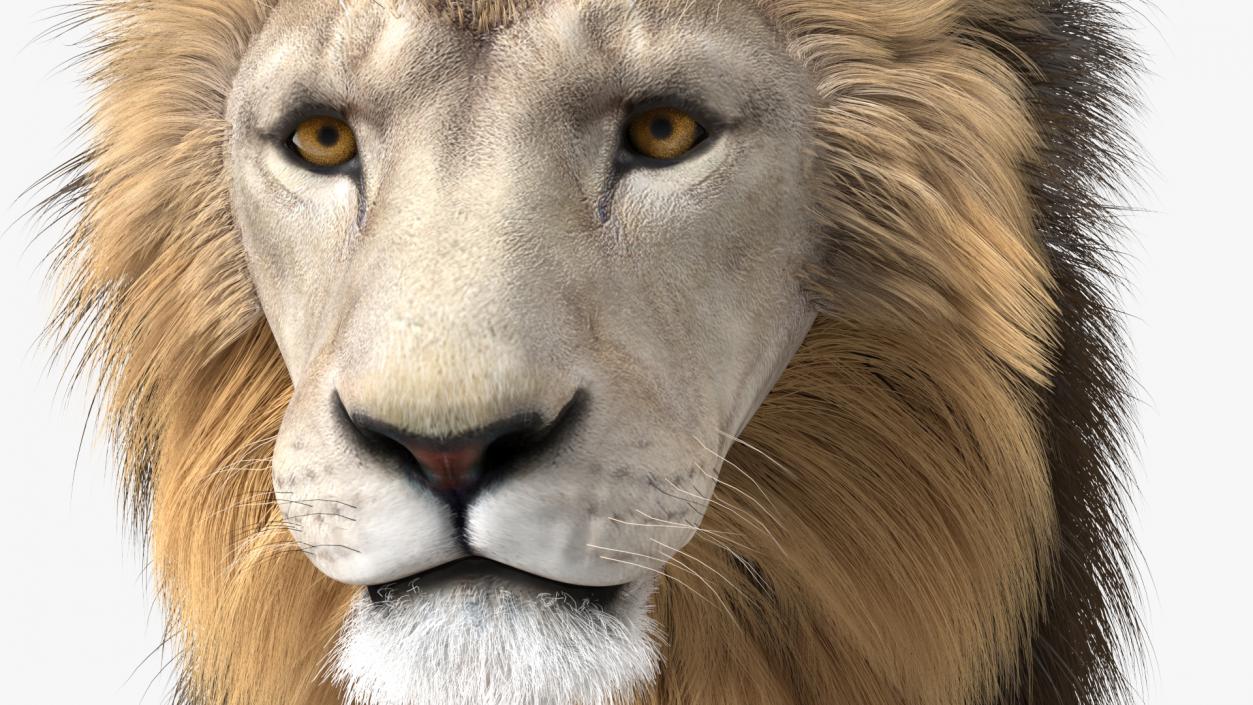 3D White Male Lion Fur Rigged