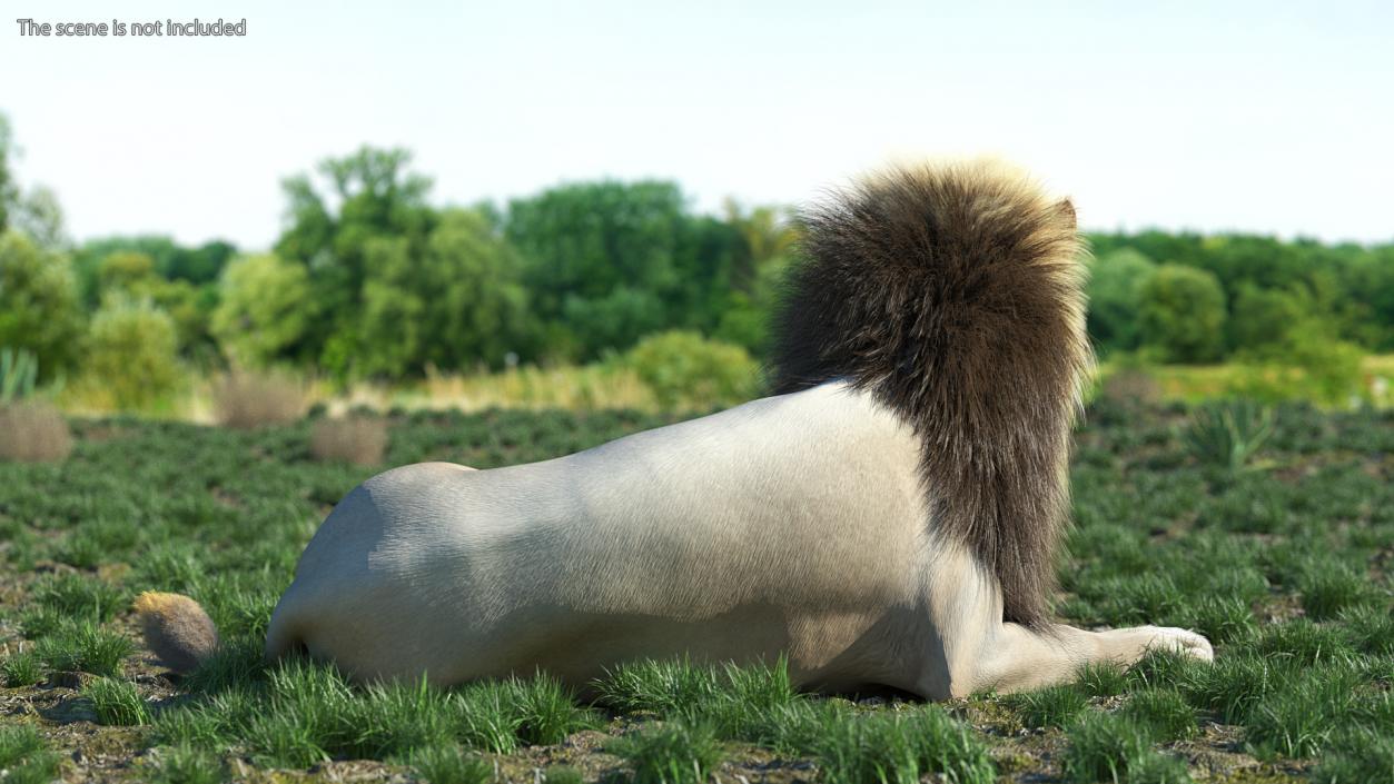 3D White Male Lion Fur Rigged