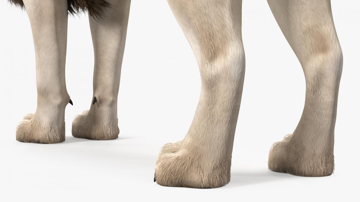 3D White Male Lion Fur Rigged