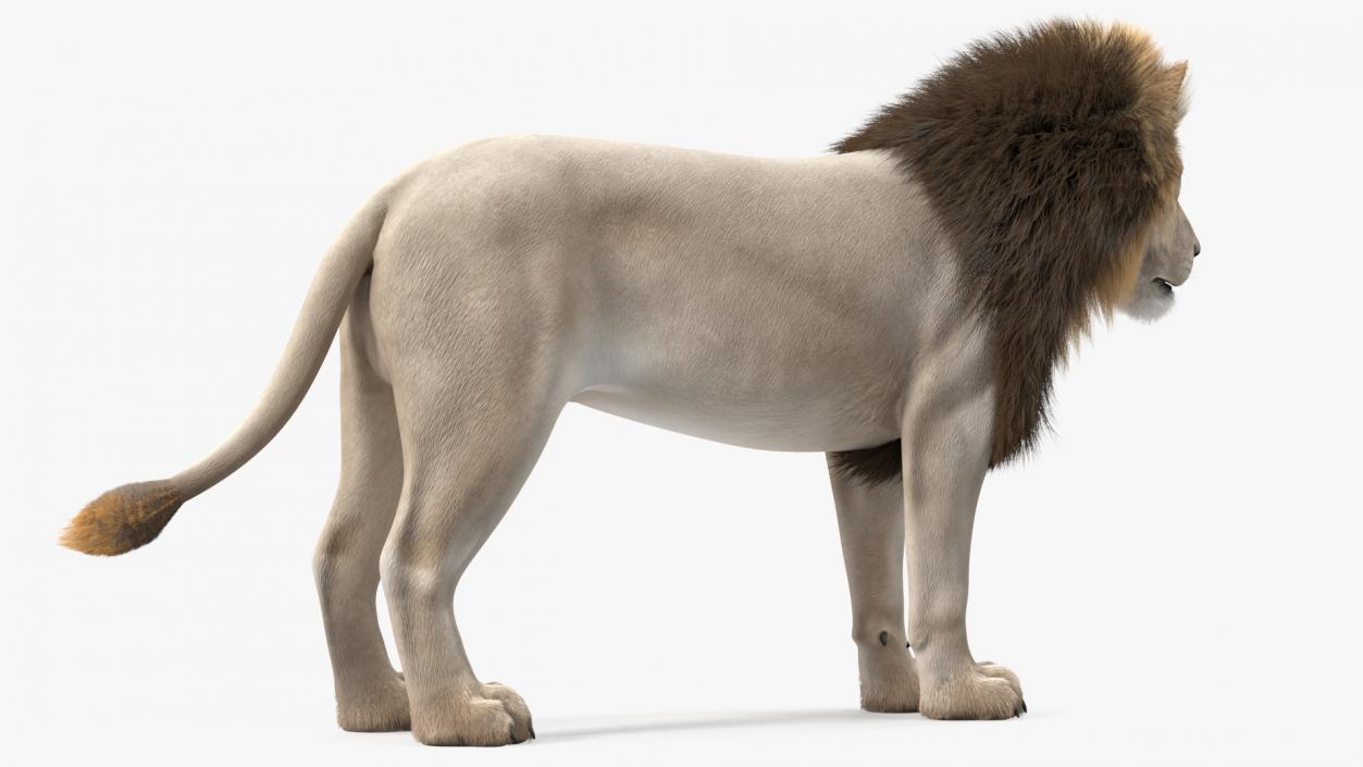 3D White Male Lion Fur Rigged