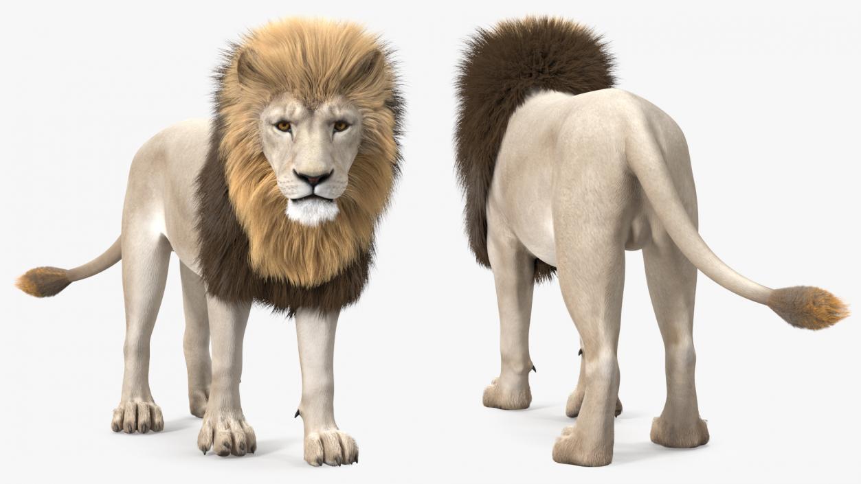 3D White Male Lion Fur Rigged