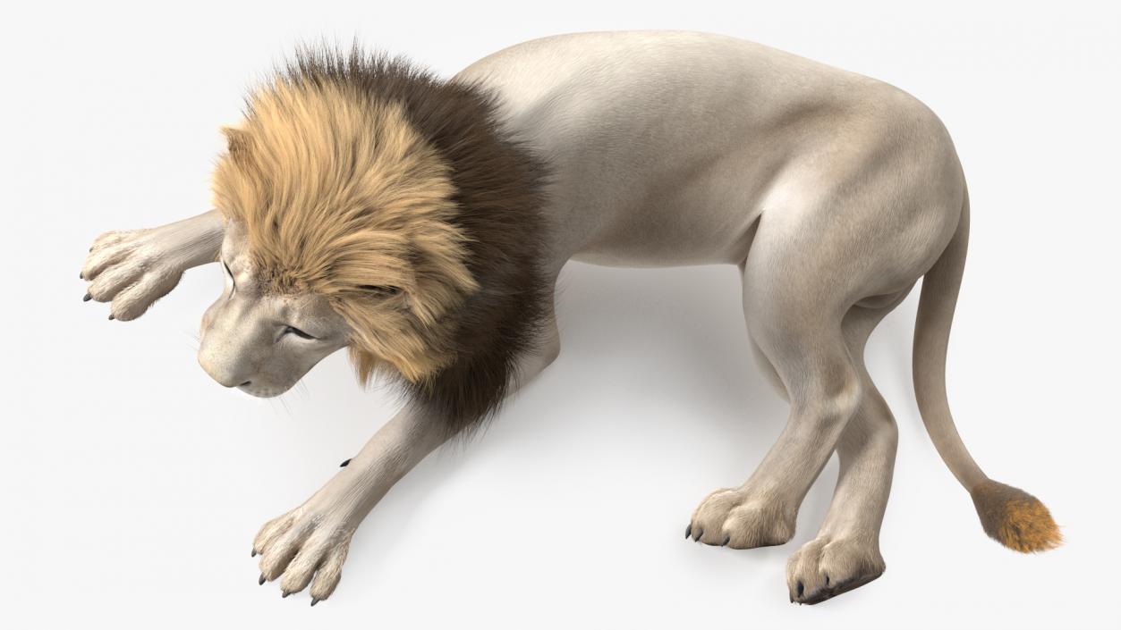 3D White Male Lion Fur Rigged