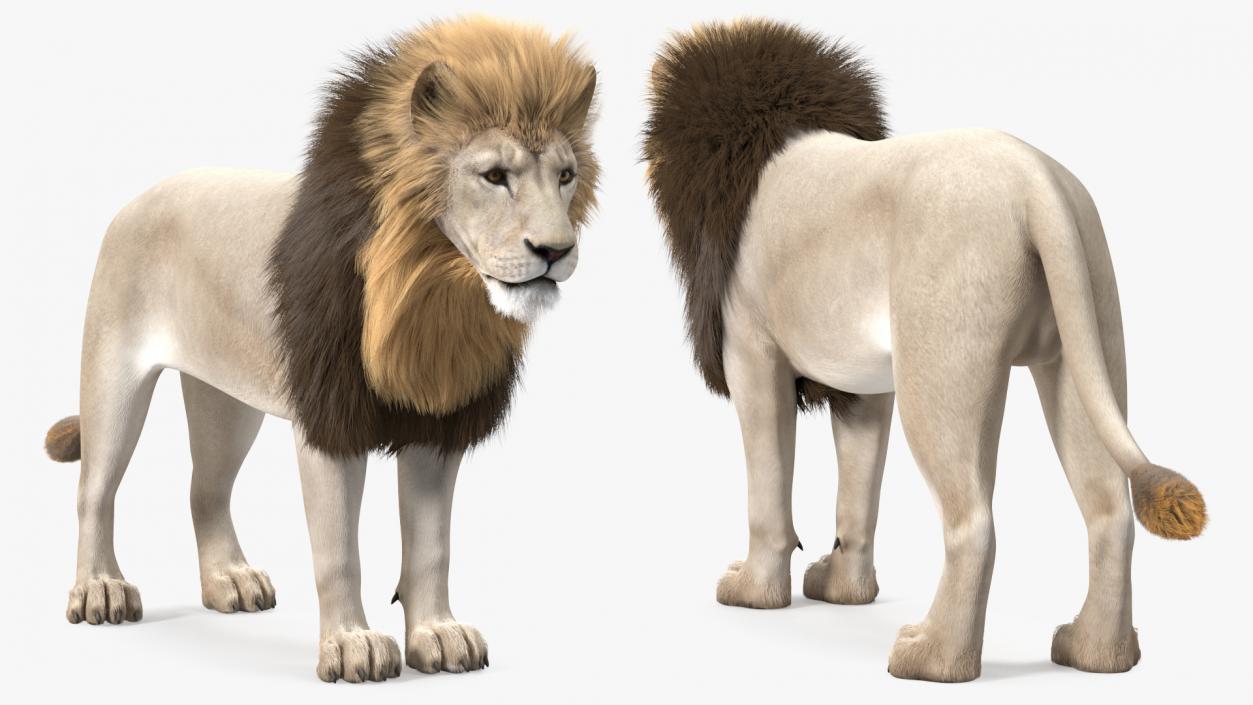 3D White Male Lion Fur Rigged