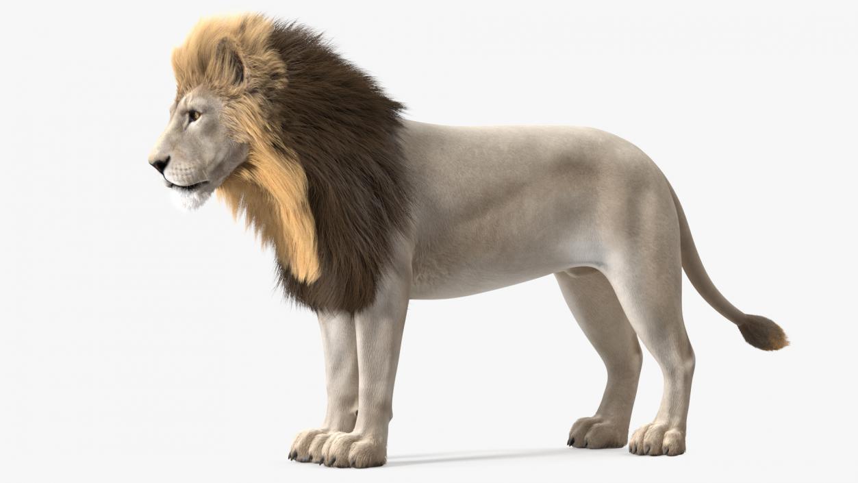 3D White Male Lion Fur Rigged