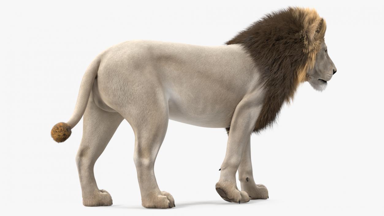 3D White Male Lion Fur Rigged