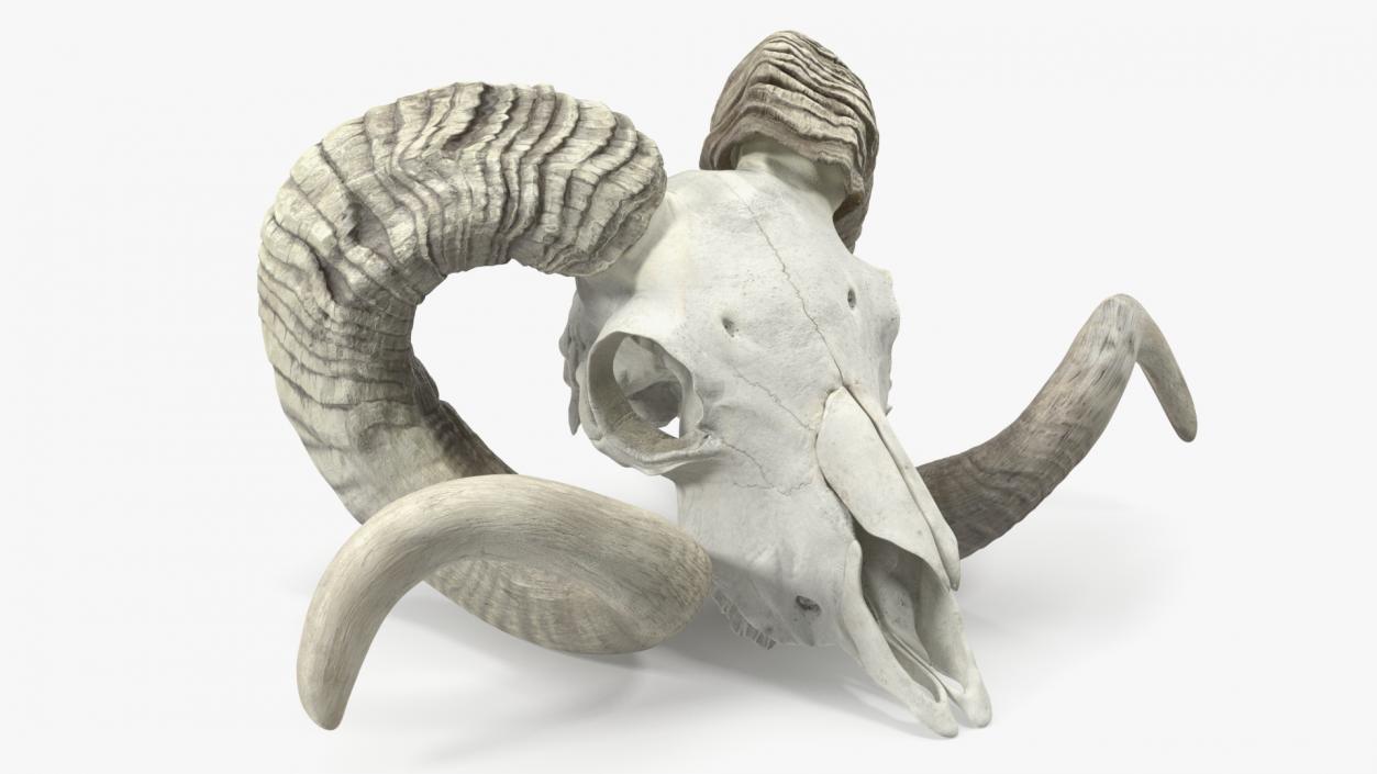 3D Animal Ram Skull with Nose Bone