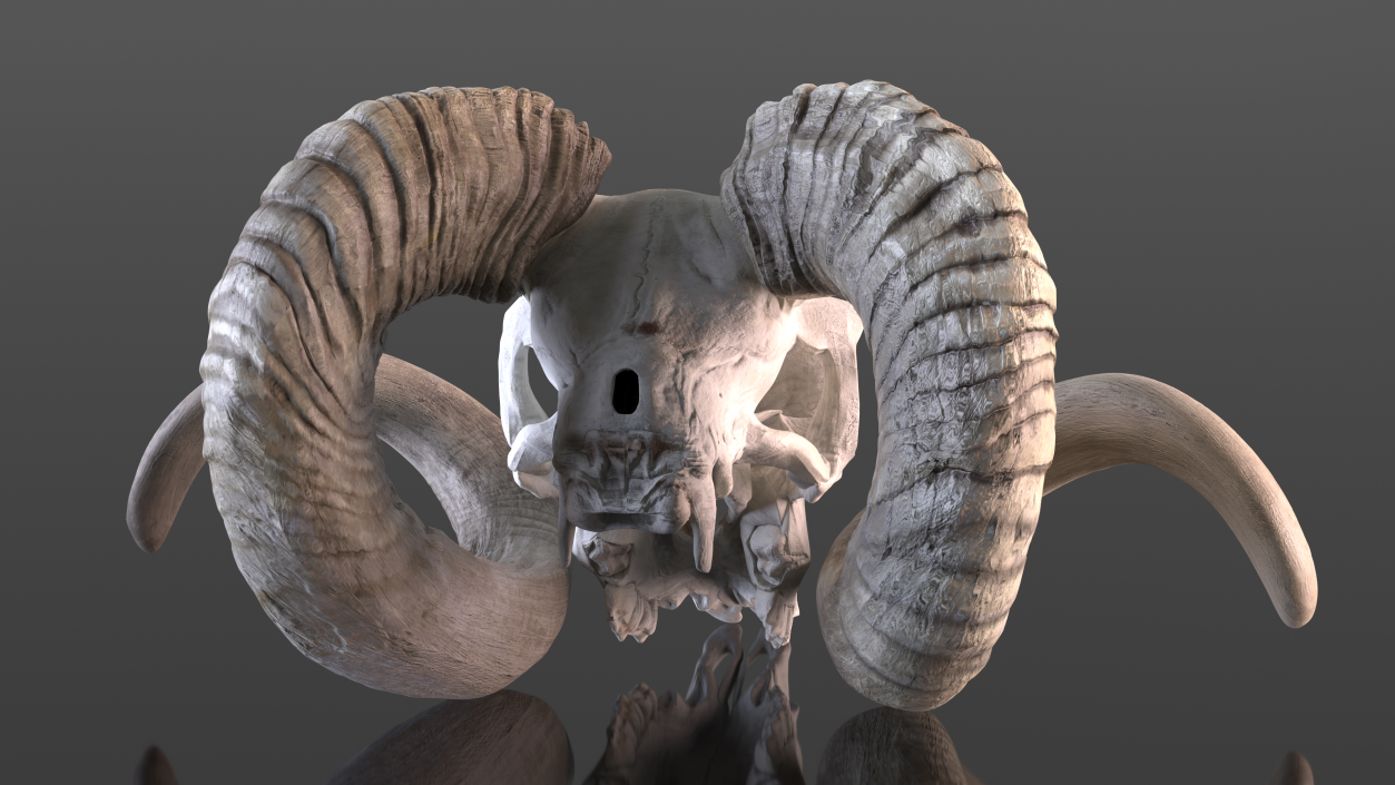 3D Animal Ram Skull with Nose Bone