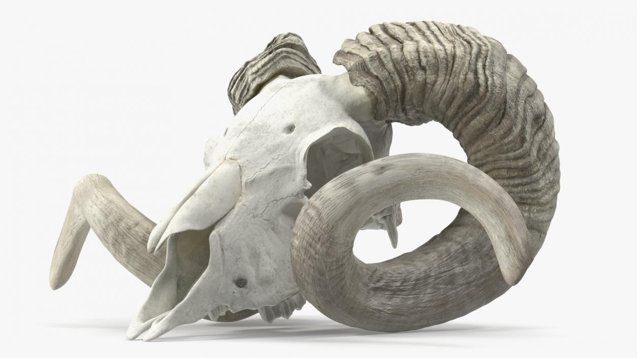 3D Animal Ram Skull with Nose Bone