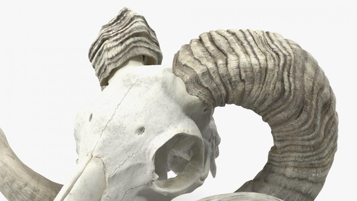 3D Animal Ram Skull with Nose Bone