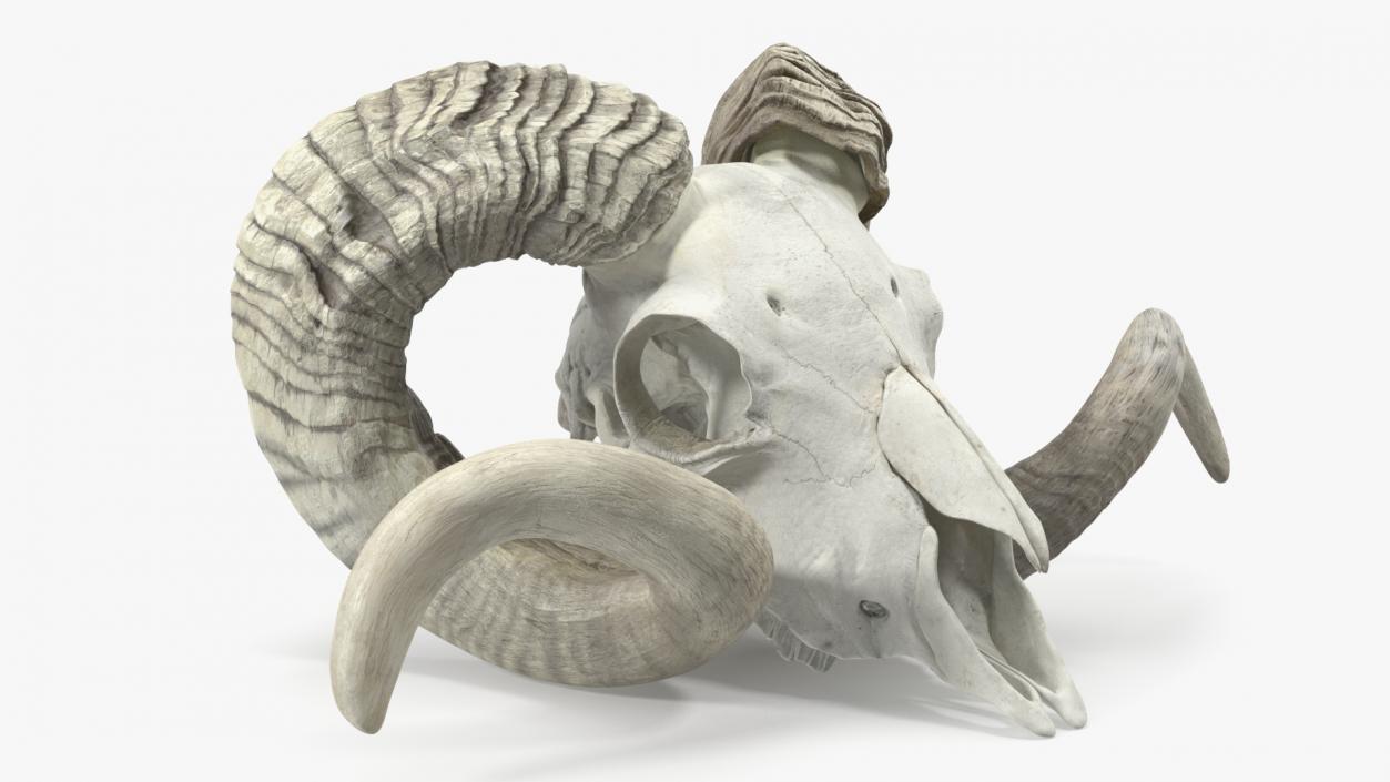 3D Animal Ram Skull with Nose Bone