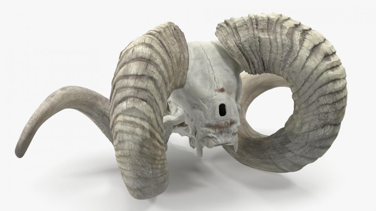 3D Animal Ram Skull with Nose Bone