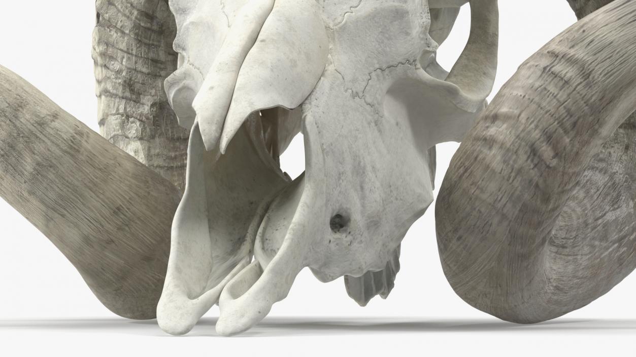 3D Animal Ram Skull with Nose Bone