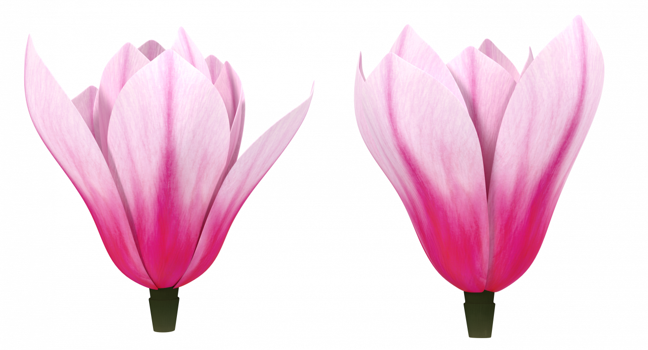 3D model Magnolia Flower