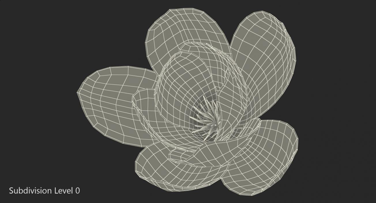 3D model Magnolia Flower