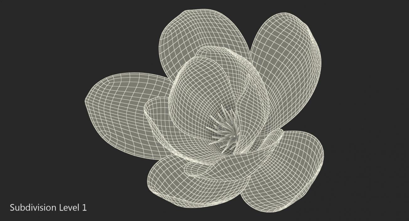 3D model Magnolia Flower