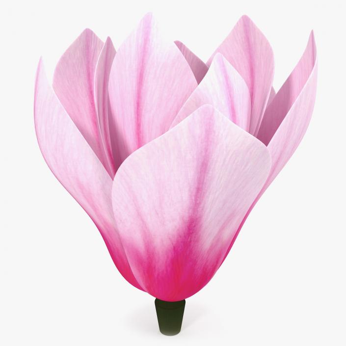 3D model Magnolia Flower