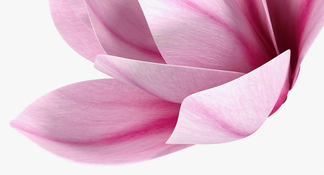 3D model Magnolia Flower