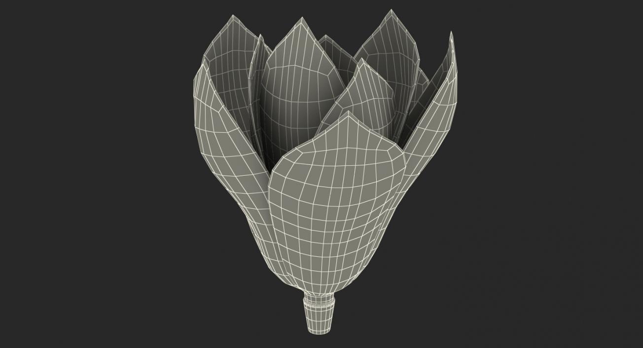 3D model Magnolia Flower