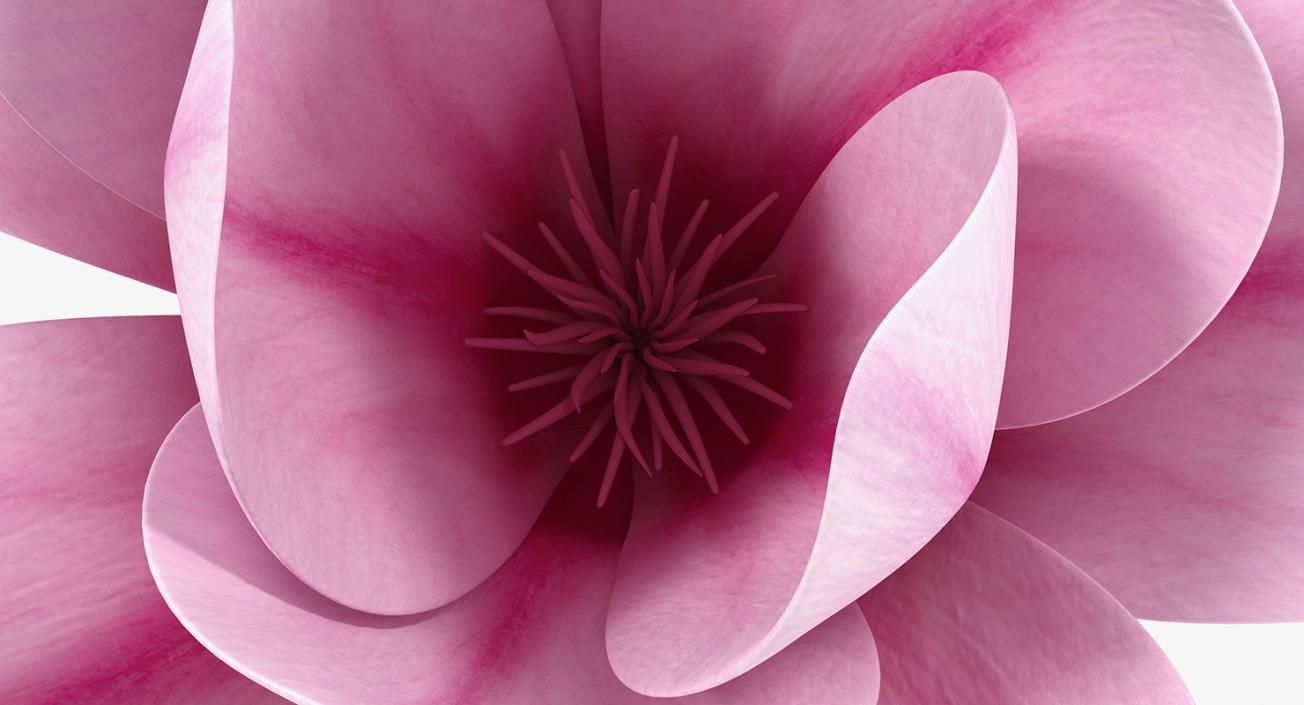 3D model Magnolia Flower