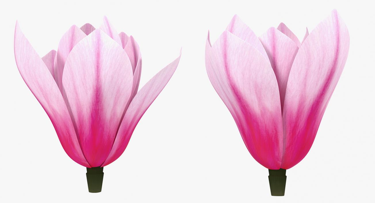 3D model Magnolia Flower