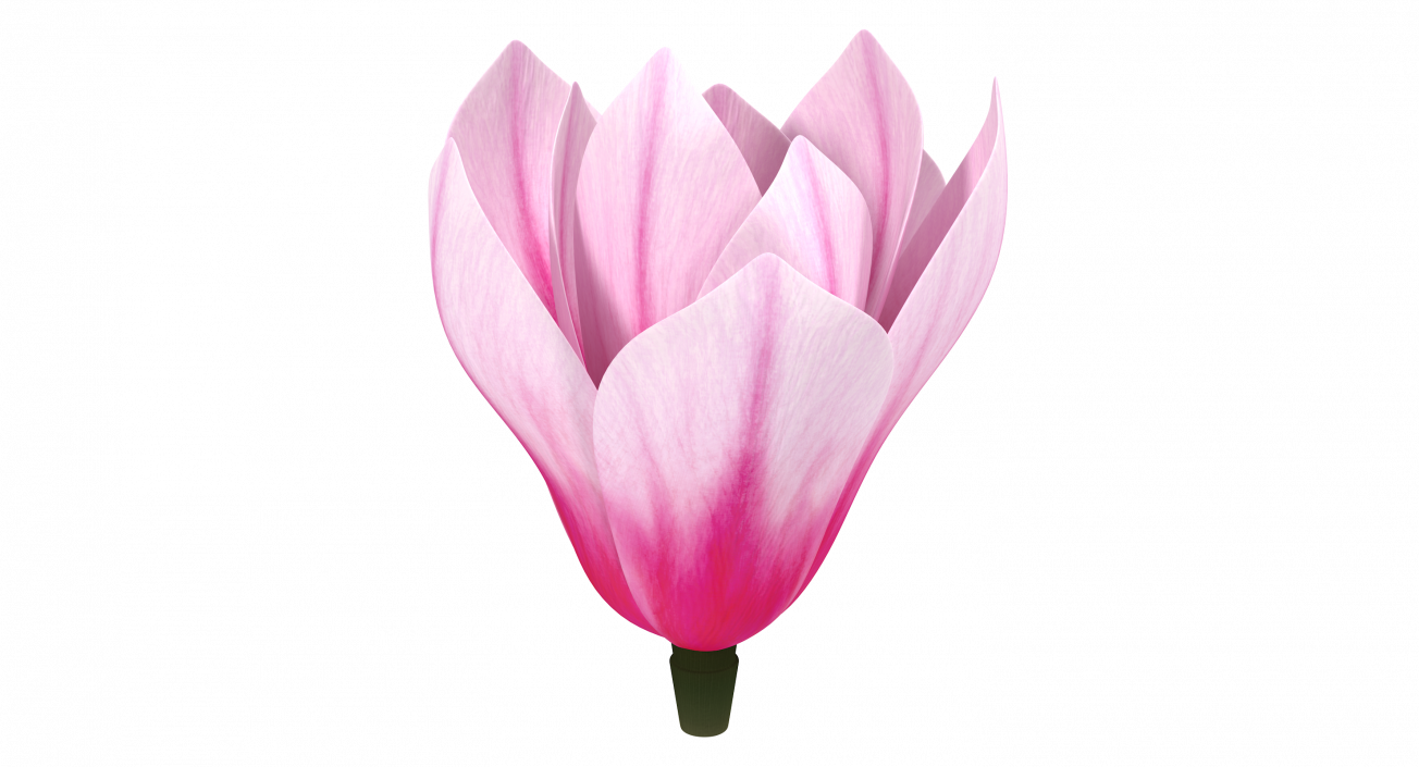 3D model Magnolia Flower