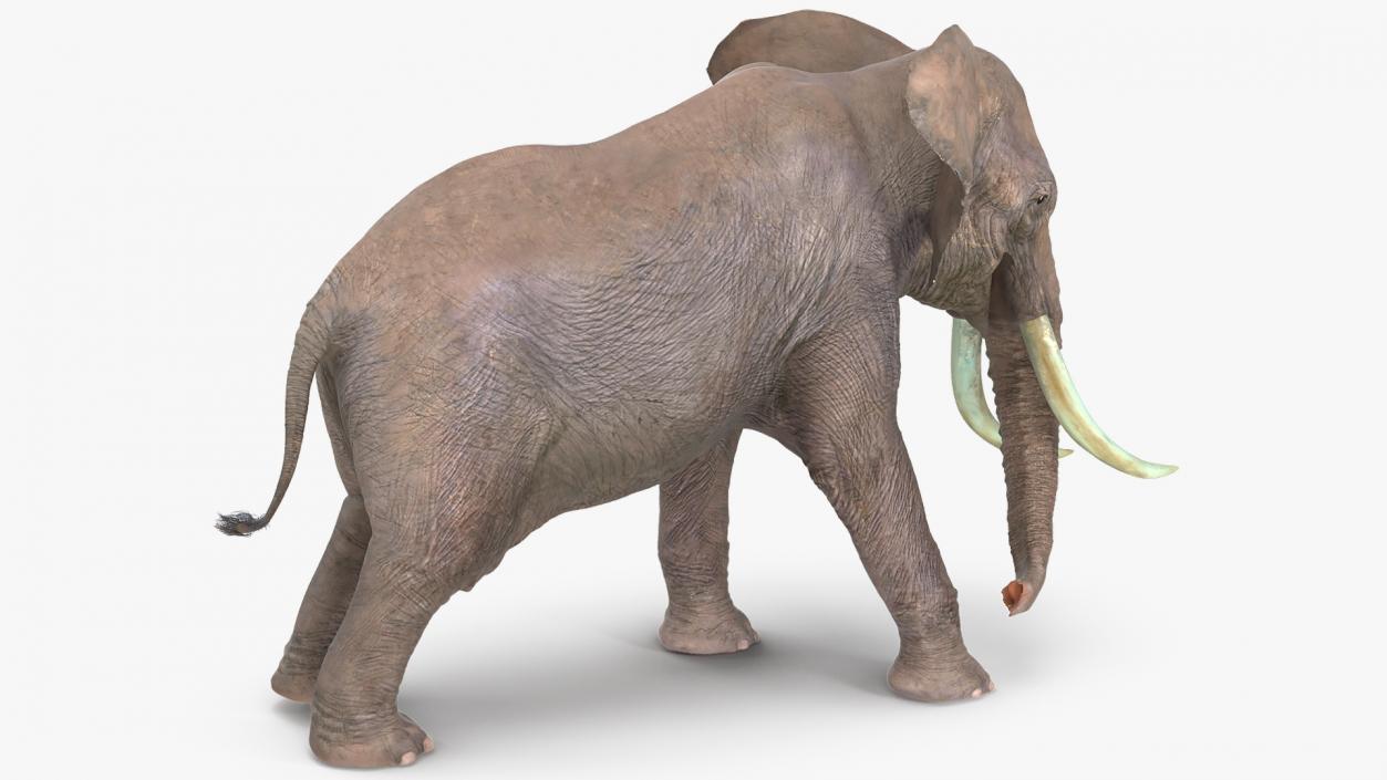 3D Animated Elephant Agressive Move Fur Rigged model