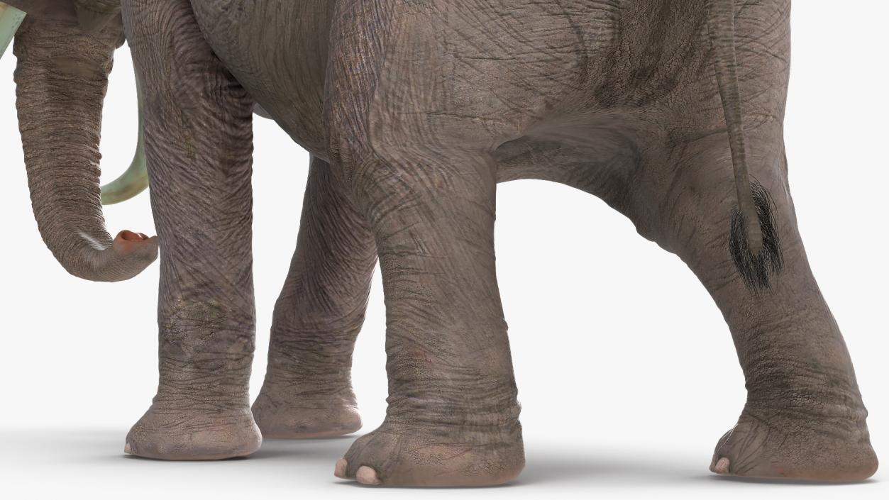 3D Animated Elephant Agressive Move Fur Rigged model