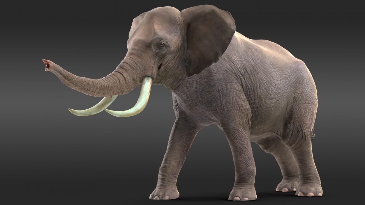 3D Animated Elephant Agressive Move Fur Rigged model