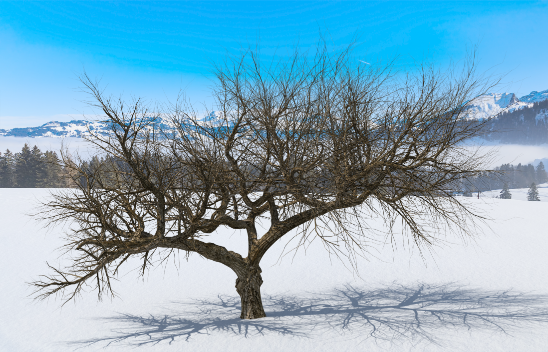 3D model Old Winter Tree