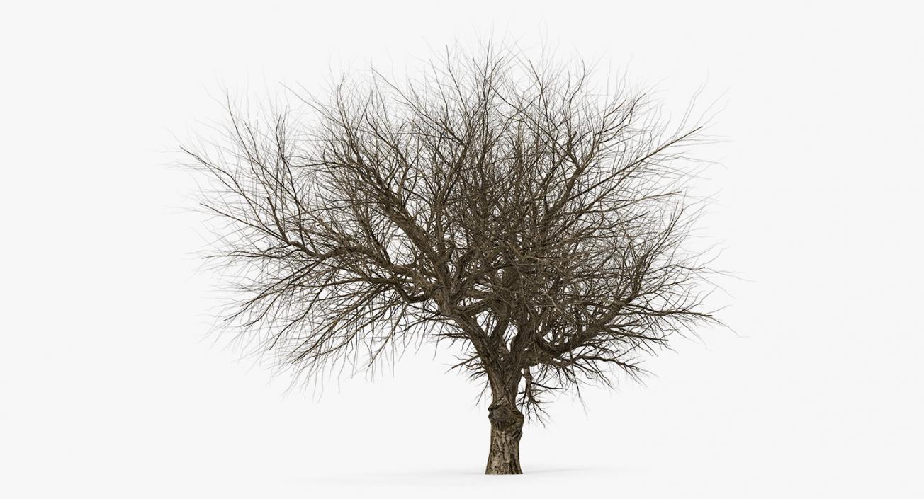 3D model Old Winter Tree