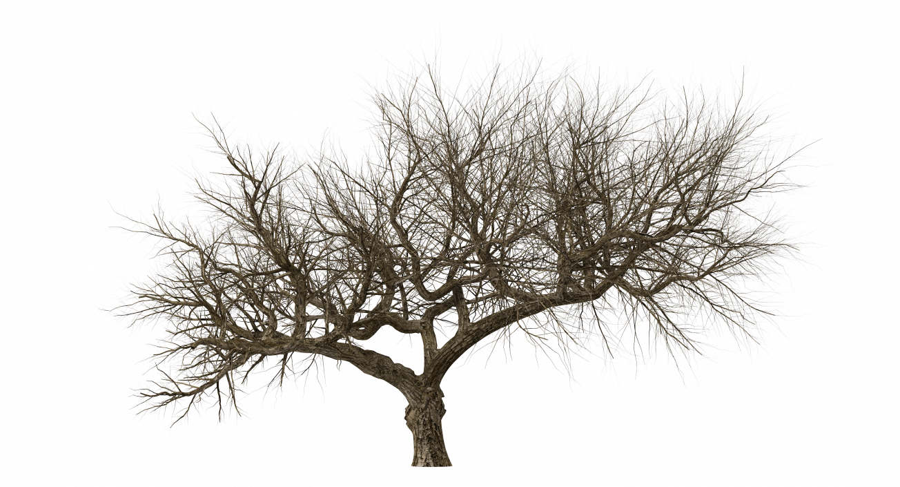 3D model Old Winter Tree