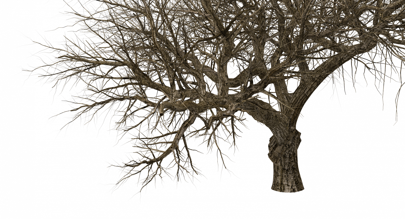 3D model Old Winter Tree