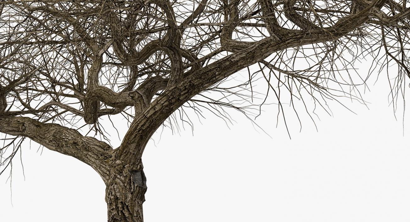 3D model Old Winter Tree